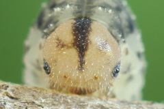 Rhogogaster picta
