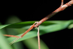 Ctenomorpha marginipennis