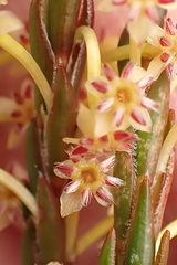 Struthiola parviflora