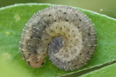 Rhogogaster picta