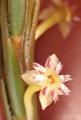 Struthiola parviflora