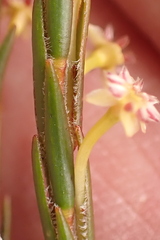 Struthiola parviflora