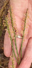 Struthiola parviflora