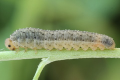 Rhogogaster picta
