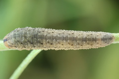 Rhogogaster picta