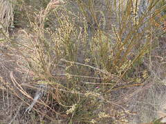 Struthiola parviflora