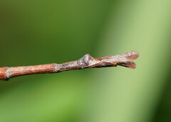 Ctenomorpha marginipennis