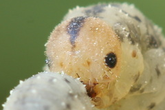 Rhogogaster picta