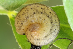 Rhogogaster picta