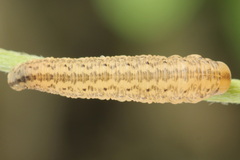 Rhogogaster picta