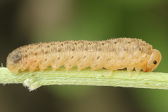 Rhogogaster picta