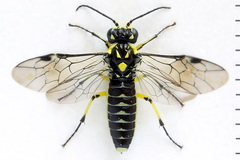Rhogogaster picta