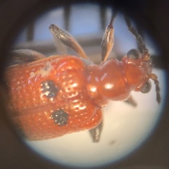 Neolema quadriguttata