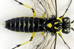 Rhogogaster picta