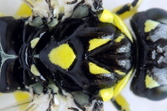 Rhogogaster picta