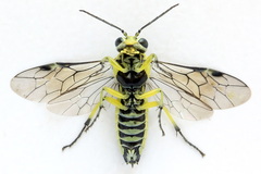 Rhogogaster picta