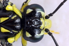 Rhogogaster picta