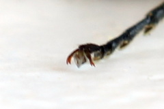 Rhogogaster picta