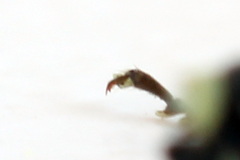Rhogogaster picta
