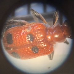 Neolema quadriguttata