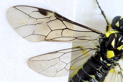 Rhogogaster picta