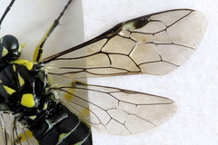 Rhogogaster picta