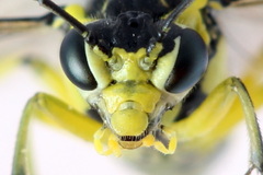 Rhogogaster picta
