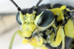 Rhogogaster picta