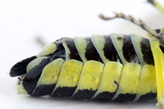 Rhogogaster picta