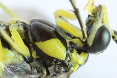 Rhogogaster picta