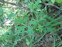 Aconitum stoloniferum