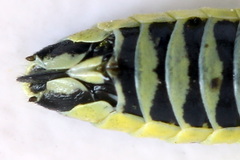 Rhogogaster picta