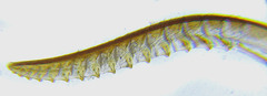 Rhogogaster picta