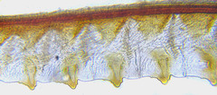 Rhogogaster picta