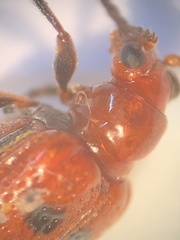 Neolema quadriguttata