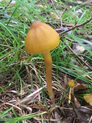 Entoloma luteum