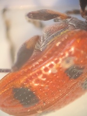 Neolema quadriguttata