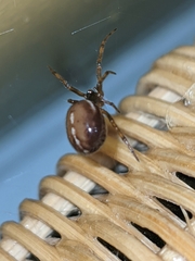 Steatoda bipunctata