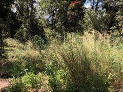 Austrostipa ramosissima