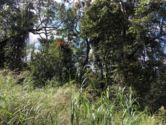 Austrostipa ramosissima