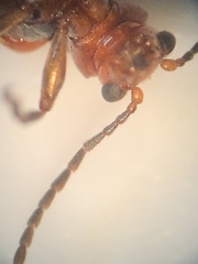 Neolema quadriguttata