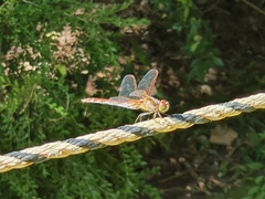 Sympetrum striolatum imitoides