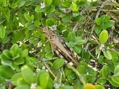 Oedaleus infernalis