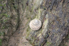 Austrocochlea constricta