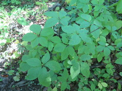 Eleutherococcus sessiliflorus