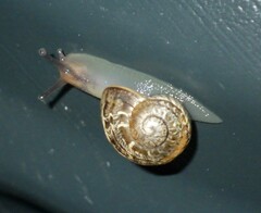 Gastropoda