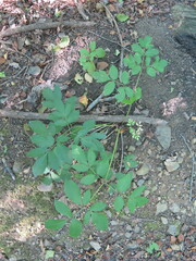 Angelica cincta