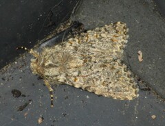 Polymixis flavicincta