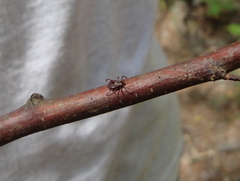 Dermacentor variabilis