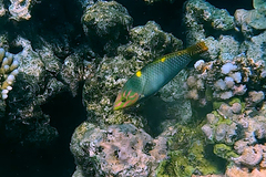 Halichoeres hortulanus